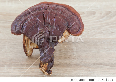 Ganoderma Lucidum Mushroom on wood background 29641703