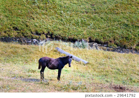 Horse on meadow in Tusheti Nature Reserve. Georgia 29641792