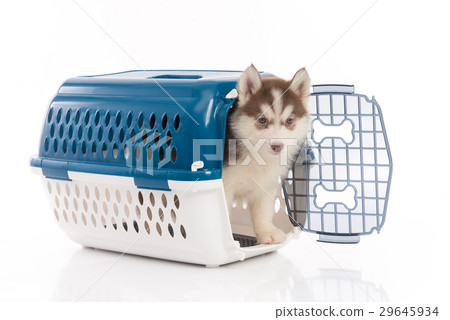siberian husky puppy in travel box o siberian husky puppy in travel box o 29645934