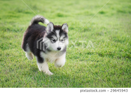 Cute siberian husky puppy on grass Cute siberian husky puppy on grass 29645943