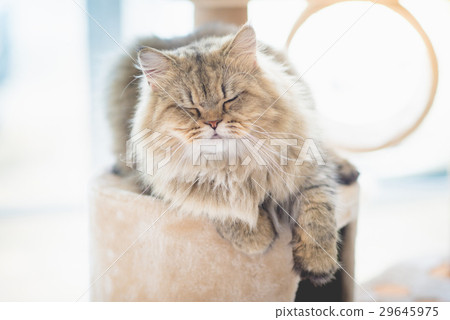 persian cat sleeping 29645975