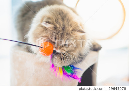Cute persian cat playing toy 29645976