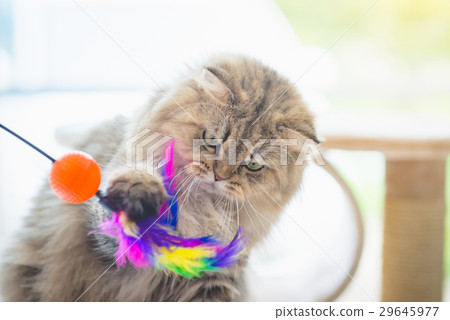 Cute persian cat playing toy 29645977