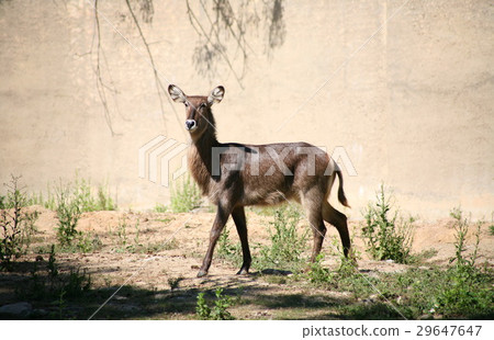 Africa, waterbuck, animal Africa, waterbuck, animal 29647647