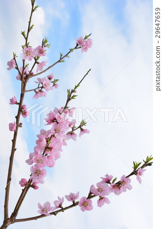 Hana桃子,Hanamomo,桃子開花,藍天 Hana桃子,Hanamomo,桃子開花,藍天 29647659