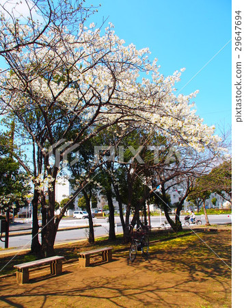 千葉的櫻花 29647694