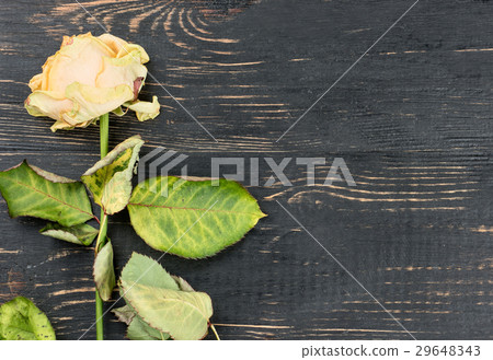 Sluggish Yellow Roses Sluggish Yellow Roses 29648343
