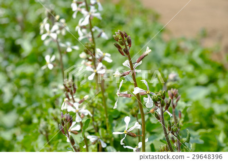 Ruccola Ruccola flower vegetable flower Ruccola Ruccola flower vegetable flower 29648396