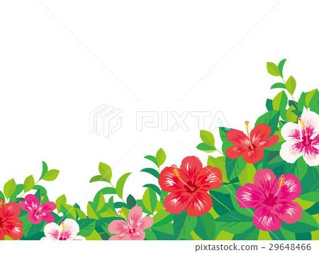 Hibiscus illustration Hibiscus illustration 29648466