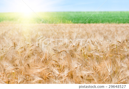 organic golden ripe ears of wheat in field organic golden ripe ears of wheat in field 29648527
