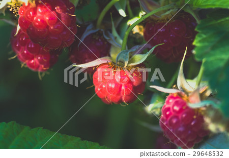 raspberries ripe red on the bush, background 29648532