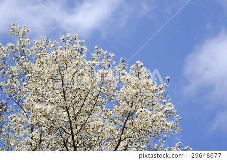 Kobushi花拳 29648677