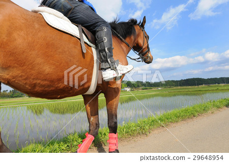 沿著走鄉下公路的馬騎術的圖像 沿著走鄉下公路的馬騎術的圖像 29648954