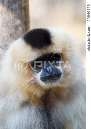Yellow-cheeked gibbon (Nomascus gabriellae) Yellow-cheeked gibbon (Nomascus gabriellae) 29649536