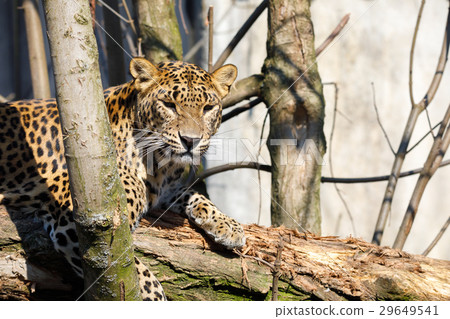 cejlon Sri Lankan leopard, Panthera pardus kotiya 29649541