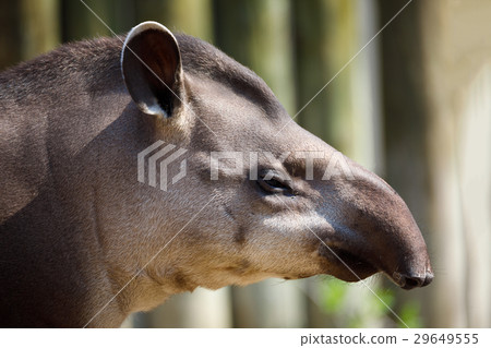 South American tapir (Tapirus terrestris) 29649555