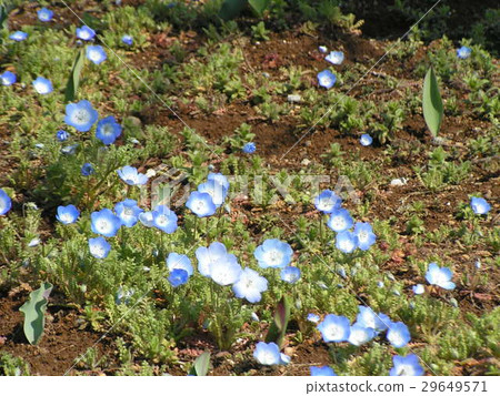  Nemophila藍色花朵像孩子的微笑 29649571