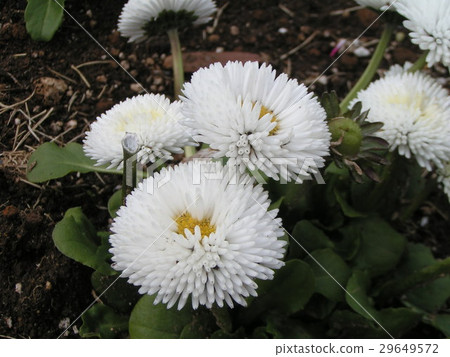 Daisy's white flowers are cute Daisy's white flowers are cute 29649572