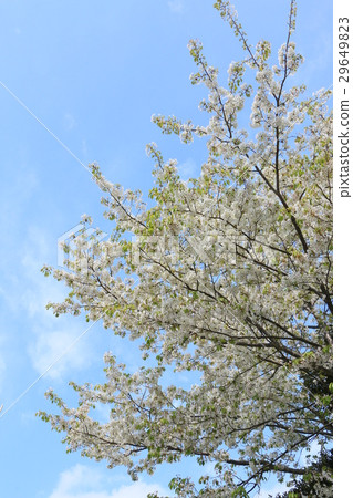 鎌倉步行 29649823