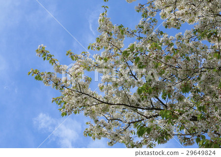 鎌倉步行 29649824