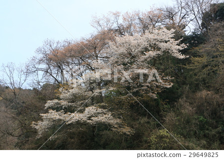 鎌倉步行 鎌倉步行 29649825