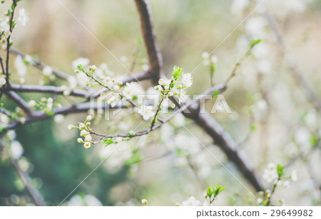 Blooming tree branch, white flowers on tree 29649982