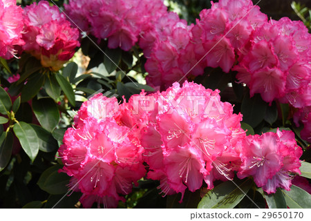 西方杜鵑花 29650170