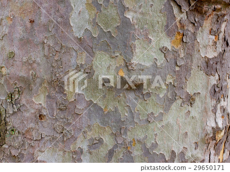 Color bark of sycamore tree. Background green 29650171