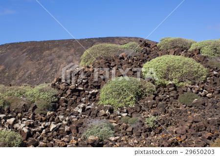 Arid territory of Lobos island, Canary, Spain Arid territory of Lobos island, Canary, Spain 29650203