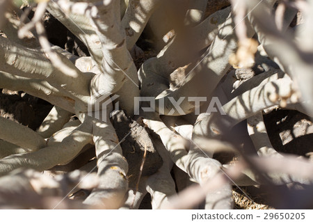 Arid territory of Lobos island, Canary, Spain Arid territory of Lobos island, Canary, Spain 29650205