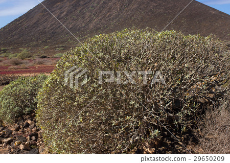 Arid territory of Lobos island, Canary, Spain 29650209