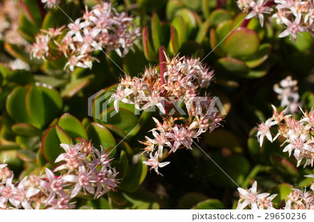 Money tree with pink flowers. Crassula ovata Money tree with pink flowers. Crassula ovata 29650236