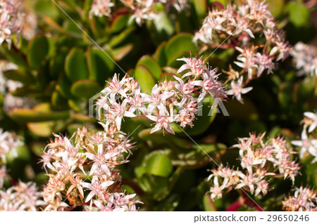 Money tree with pink flowers. Crassula ovata 29650246