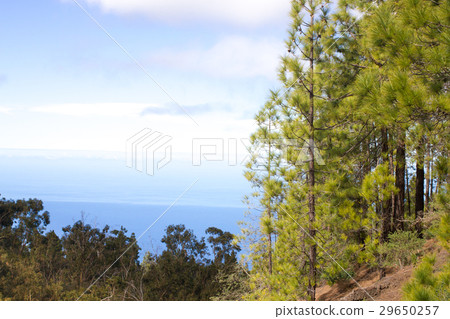 Beautiful panorama of pine forest with sunny 29650257