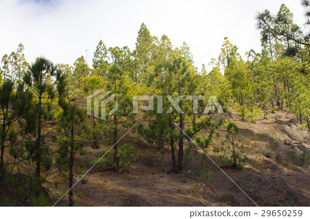 Beautiful panorama of pine forest with sunny 29650259
