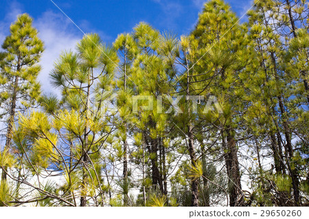 Beautiful panorama of pine forest with sunny 29650260