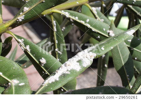 Oleander leaves densely covered with scale insects 29650261