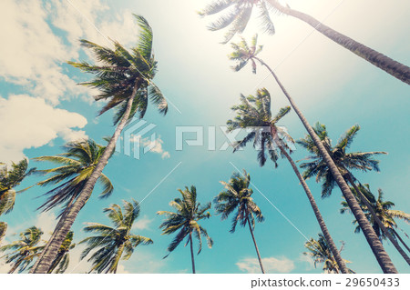 Tropical beach 29650433
