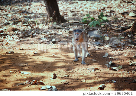 Wild monkey in the jungle of India Wild monkey in the jungle of India 29650461