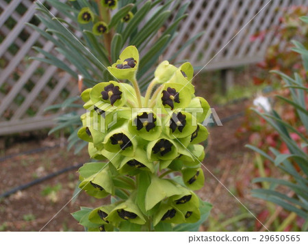 Euphorbia of the Euphorbiaceae 29650565