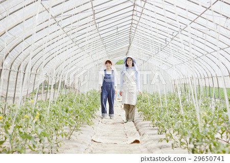 Farm family's tomato Farm family's tomato 29650741