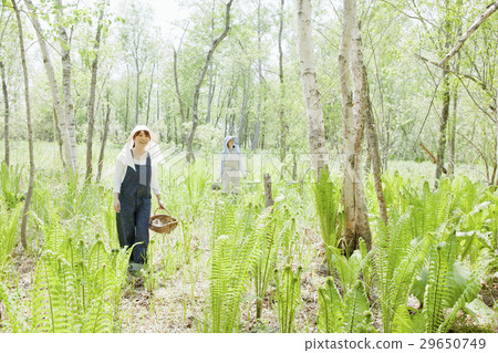 採取野菜 29650749