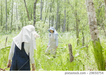 Taking wild vegetables Taking wild vegetables 29650754