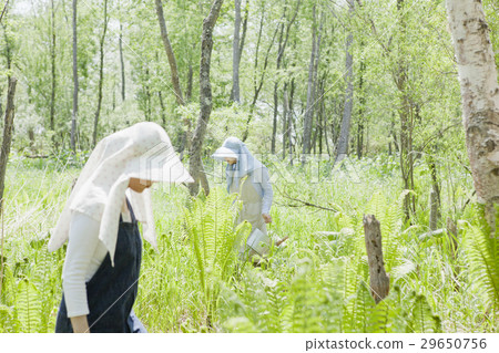 採取野菜 29650756