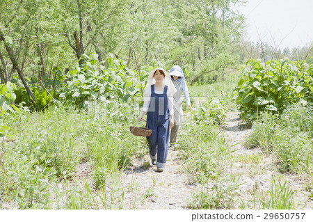 Taking wild vegetables Taking wild vegetables 29650757