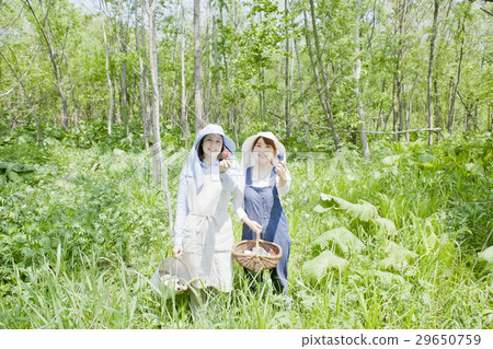 採取野菜 29650759