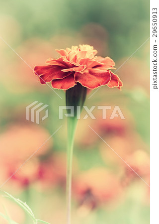 Summer red flower 29650913