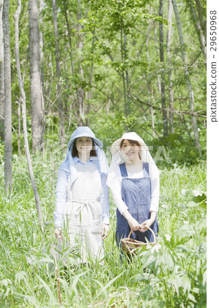 採取野菜 29650968