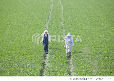 農場婦女 29650982