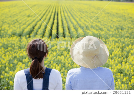 Rapeseed field 29651131
